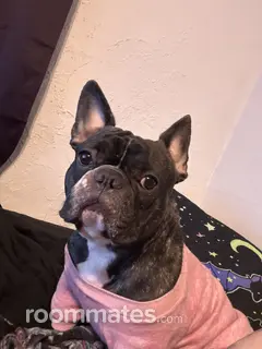 Roommate looking Mechanicsburg PA, $700