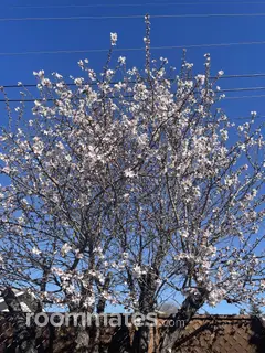 Roommate looking San Francisco, CA, $1200