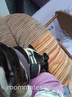 Room for rent in Auburndale, FL $800, other