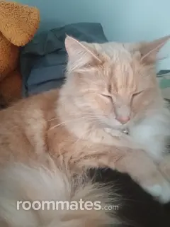 Roommate looking Dunn, NC, $1000