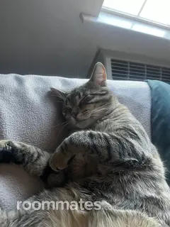 Roommate looking Akron, OH, $700