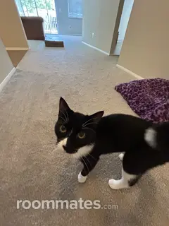 Room for rent in Baltimore, MD $990, apartment