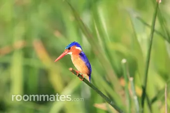 Roommate looking Las Vegas, NV, $600