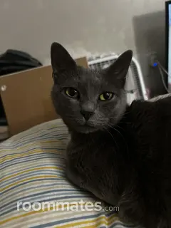 Roommate looking Sterling, VA, $900