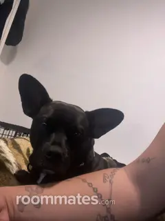 Roommate looking Fort Myers, FL, $900