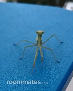 Roommate looking Lansdale, PA, $1000