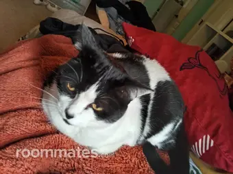 Roommate looking Fayetteville, AR, $500