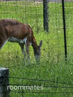 Room for rent in Hockley, TX $350, house