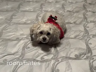 Roommate looking Williamsburg, VA, $1200