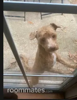 Roommate looking Port Wentworth, GA, $800