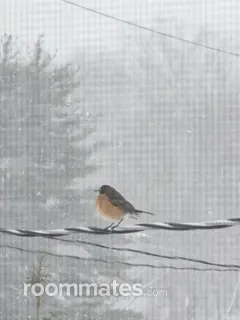 Roommate looking Suffern, NY, $700