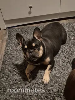 Roommate looking Rialto, CA, $1300