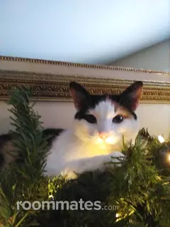 Roommate looking Millcreek, UT, $600