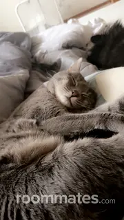 Room for rent in Pullman, WA $500, apartment