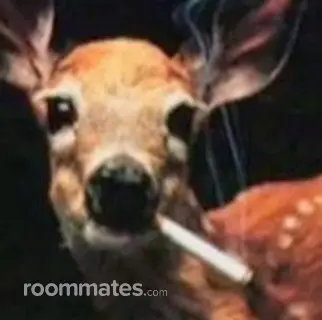 Roommate looking Louisville, KY, $1200