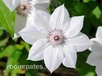 Roommate looking Hesperia, CA, $1000