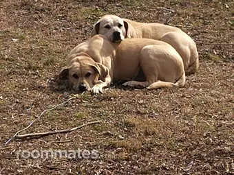 Roommate looking Knoxville, TN, $1000