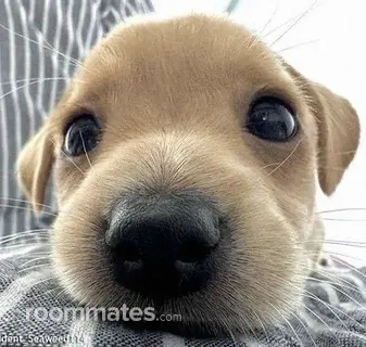 Roommate looking Indio CA, $800