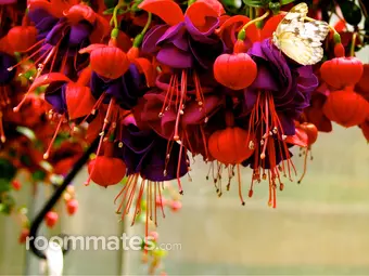 Roommate looking East Providence, RI, $500