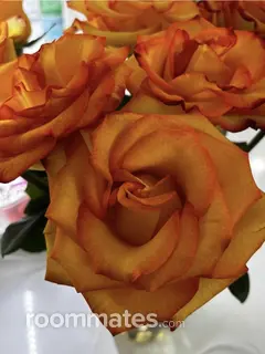 Room for rent in McKinney, TX $700, house