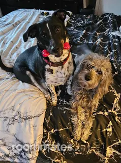 Room for rent in Coventry, CT $800, house