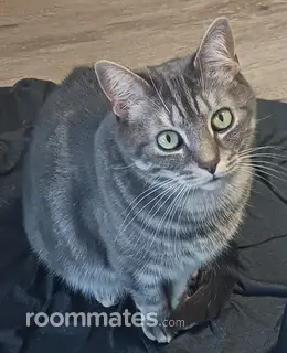 Roommate looking Peachtree Corners, GA, $900