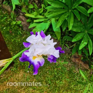 Roommate looking Nampa, ID, $1500