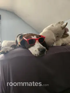 Roommate looking Neenah, WI, $700