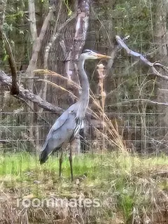 Room for rent in Willis, TX $1000, house