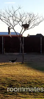 Room for rent in Irvine, CA $2000, condo