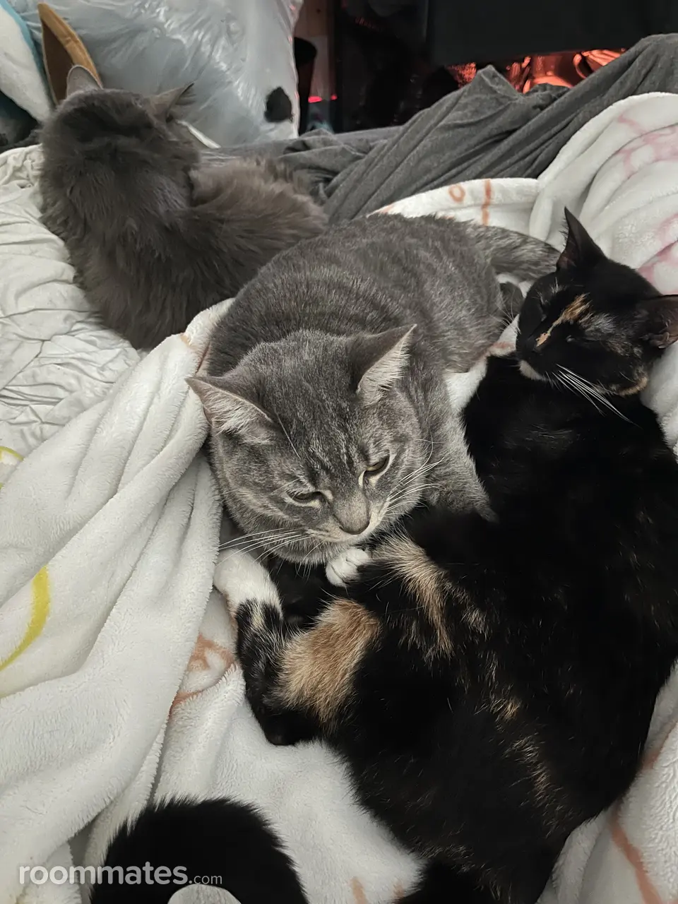 Profile photo 4 of 4