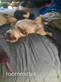 Roommate looking Arlington, TX, $800