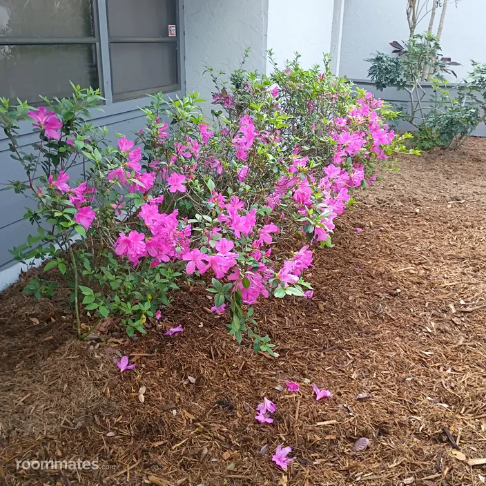 Room for rent in Sarasota, FL $1000, condo