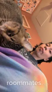 Roommate looking Holland, MI, $800