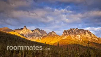 Roommate looking Vienna, VA, $1300