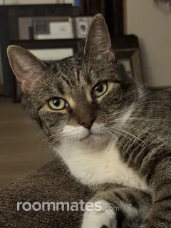 Room for rent in Malta, NY $1000, apartment