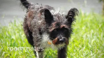 Room for rent in Lodi, CA $650, house