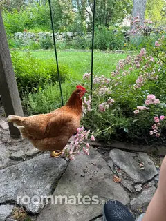 Room for rent in Stow, MA $1200, house