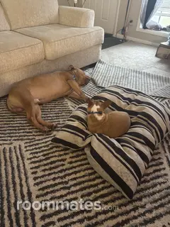 Room for rent in Fayetteville, NC $800, house