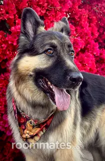 Room for rent in North Hollywood, CA $1300, apartment