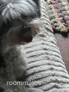 Room for rent in Savannah, GA $800, condo