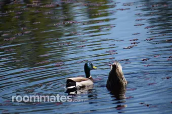 Room for rent in Browns Mills, NJ $600, house