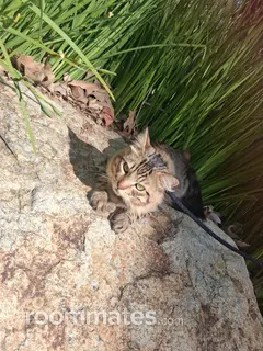 Roommate looking Laguna Hills, CA, $1500