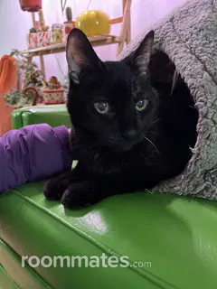 Roommate looking Albuquerque, NM, $600