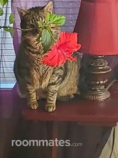 Roommate looking Saint Louis, MO, $1000