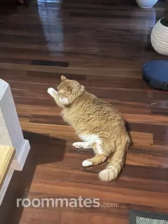 Roommate looking Wesley Chapel, FL, $1200