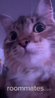 Roommate looking Norwich, CT, $1400