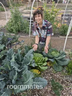 Roommate looking Tucson, AZ, $800