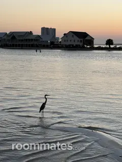 Roommate looking Columbus OH, $1000