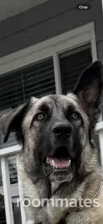 Roommate looking Palo Alto, CA, $1200